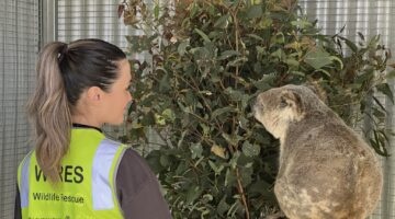 Everbridge Marks Three Years of Supporting Australia’s Largest Wildlife Rescue Organisation