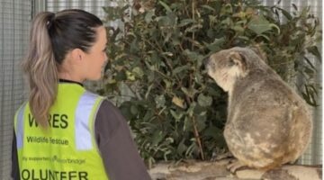 Everbridge helping WIRES save Australian wildlife