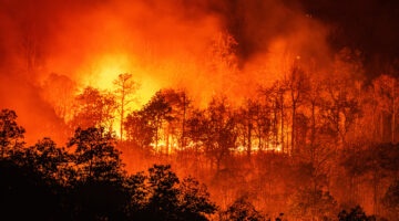 Forest Fire Wildfire At Night Time On The Mountain With Big Smoke