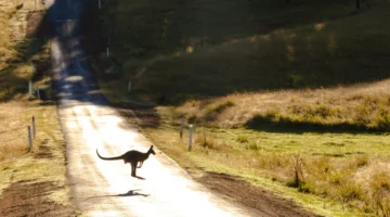 WIRES: Animal rescue down under